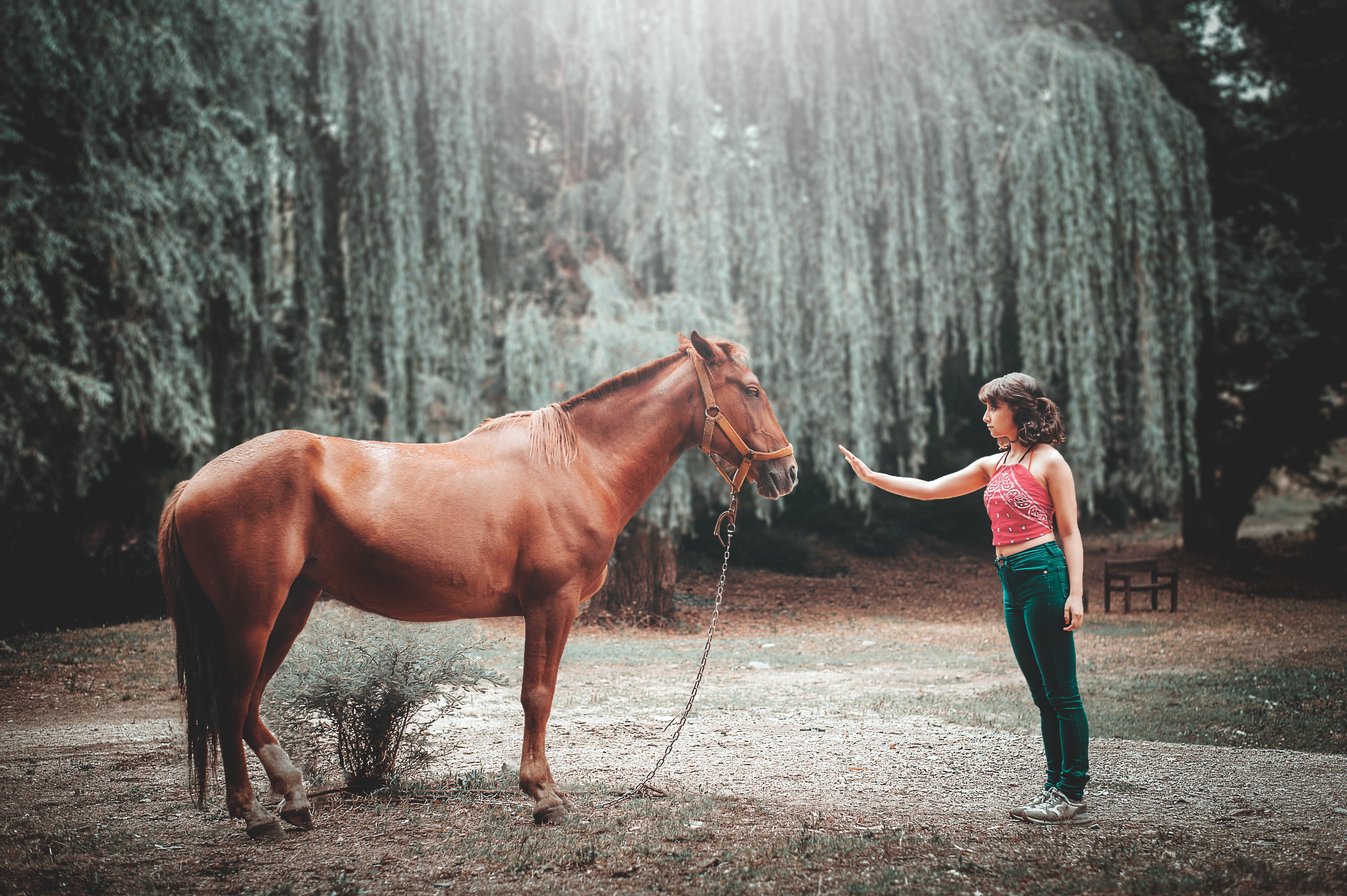 Equine Studies 12 Summer Opportunity